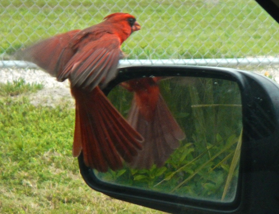 The cardinal landed on my mirror...