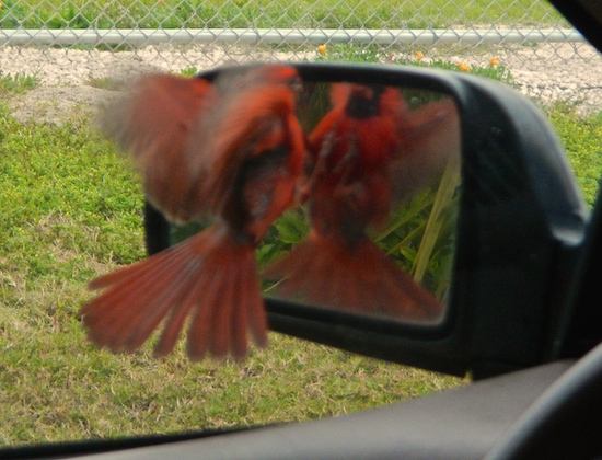...and proceeded to duke it out with his own reflection.