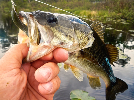 orlando fishing report