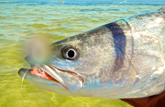 Orlando Fishing report