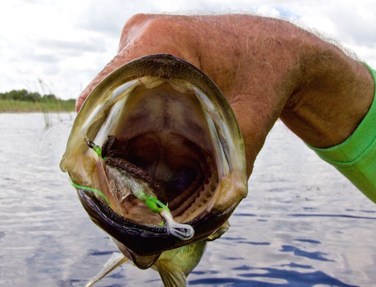 orlando fishing report