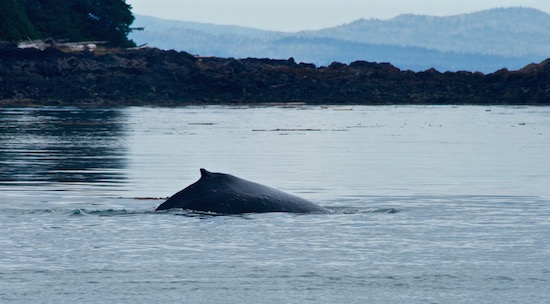 whale pass fishing report