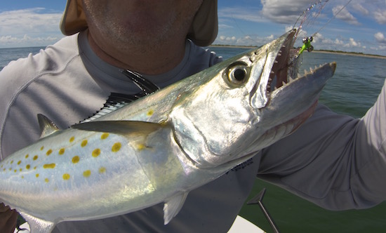 port canaveral fishing report