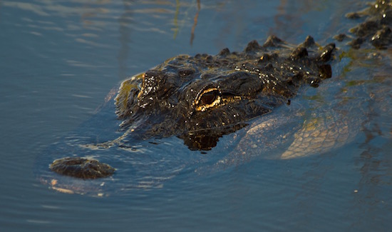 orlando fishing report