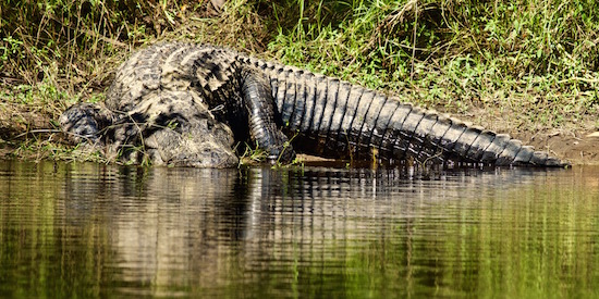 orlando fishing report