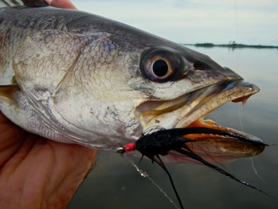 Orlando Fishing report