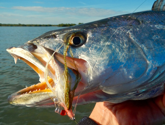 mosquito lagoon fishing report