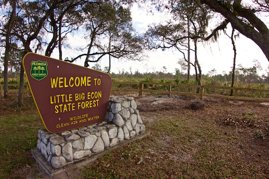 Welcome to the State Forest