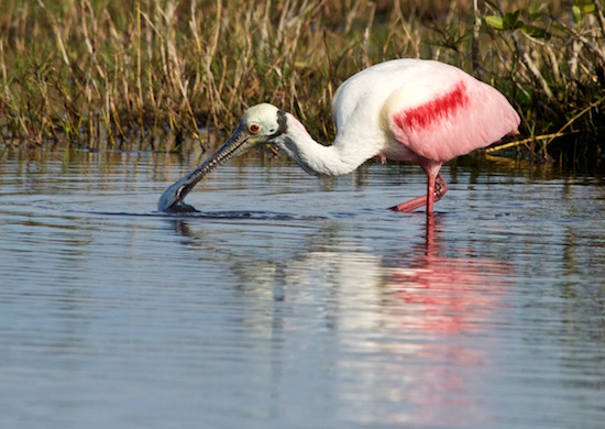 dabbling spoonbill