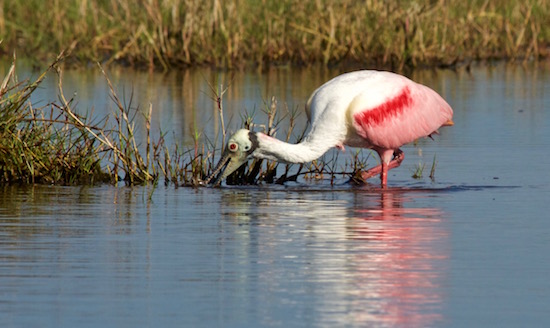 mosquito lagoon fishing report