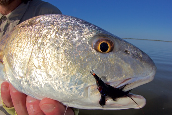 mosquito lagoon fishing report