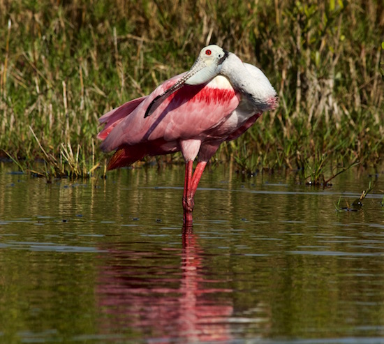 mosquito lagoon fishing report