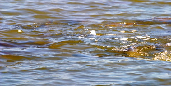 Kayak Fly Fishing Mosquito Lagoon redfish