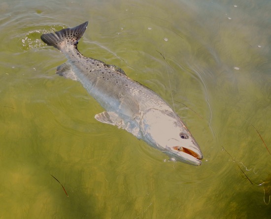 mosquito lagoon fishing report