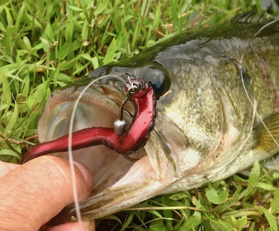 Orlando Fishing Report