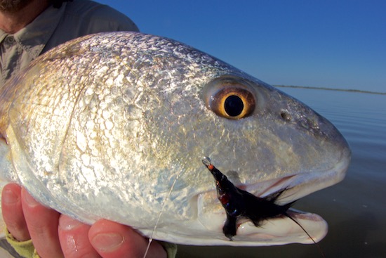 Kayak Fly Fishing Mosquito Lagoon redfish