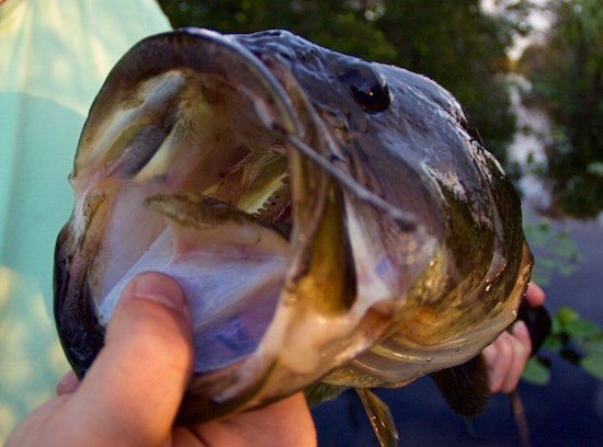 mosquito lagoon fishing report