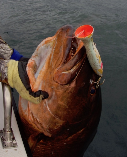 bahia solano fishing report