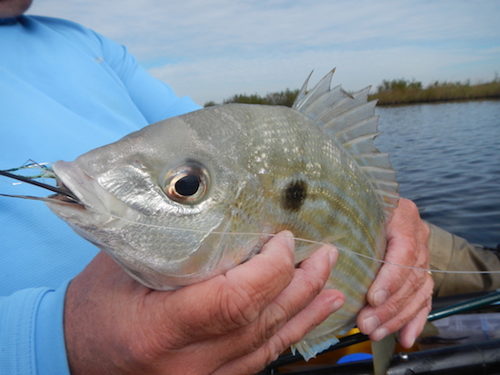 orlando kayak fly fishing report