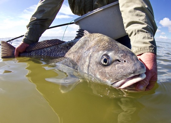 black drum fishing report