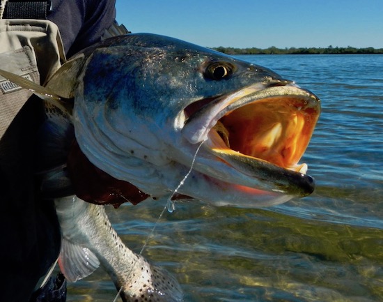 mosquito lagoon fishing report