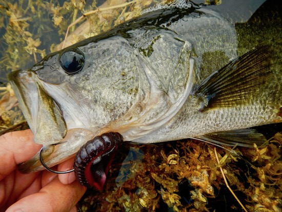 mosquito lagoon fishing repot