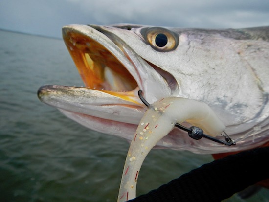 mosquito lagoon fishing report