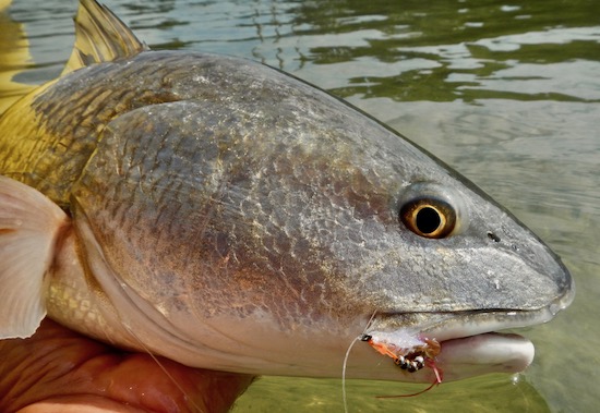 lagoons fishing report redfish