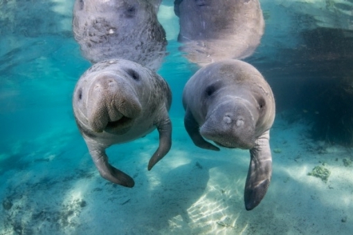 Manatee Reclassified