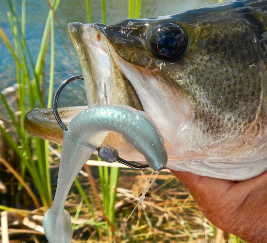 black drum fishing report