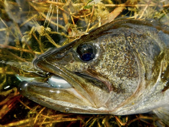 black drum fishing report