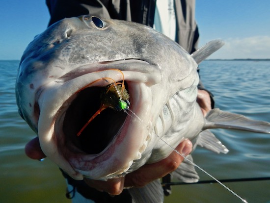 black drum fishing report