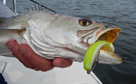 seatrout on DOA CAL mosquito lagoon fishing report