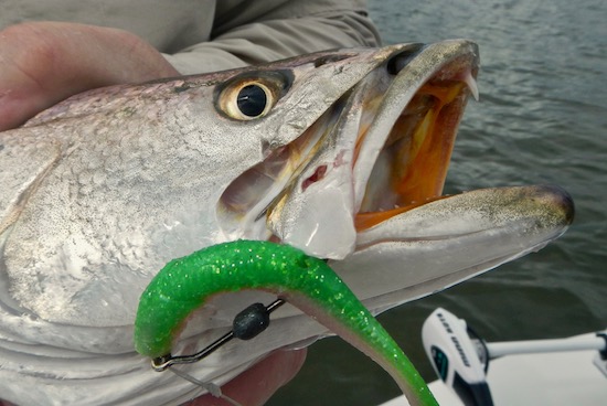 seatrout on riptide sardine mosquito lagoon fishing report