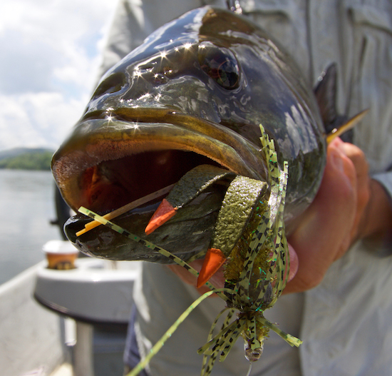  east tennessee fishing report