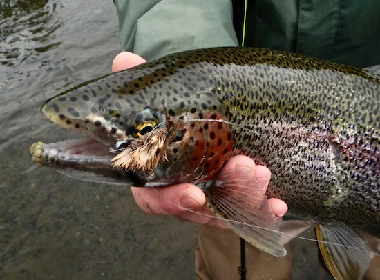 fishing bear lodge fishing report