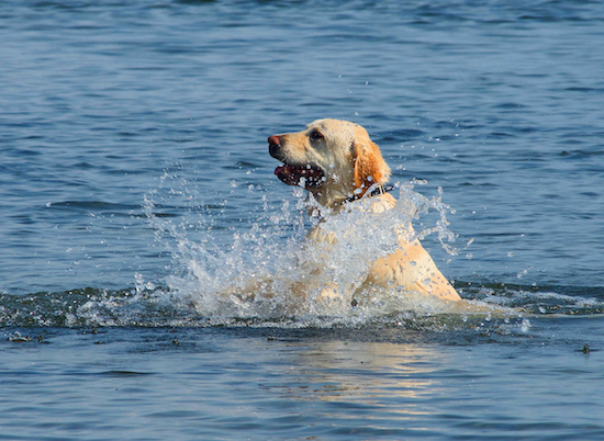 Fishing Bear Lodge photo essay