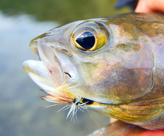 Fishing Bear Lodge photo essay