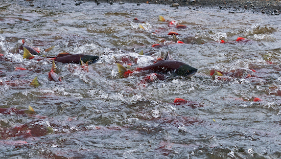 Fishing Bear Lodge photo essay