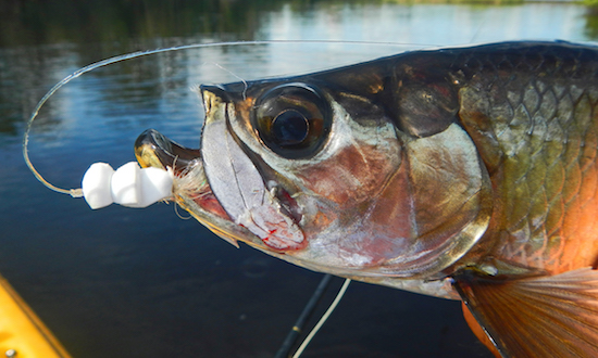 mosquito lagoon fishing report