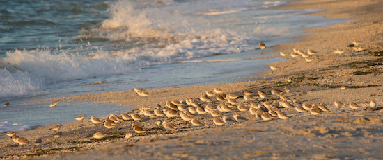 pine island sound fishing report