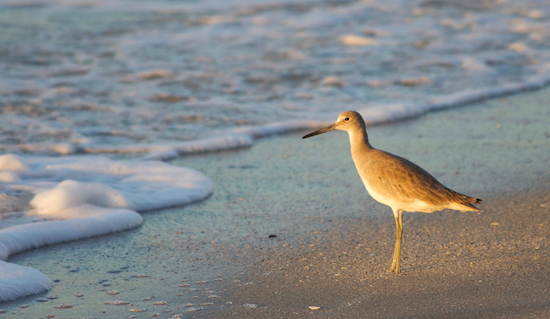 pine island sound fishing report