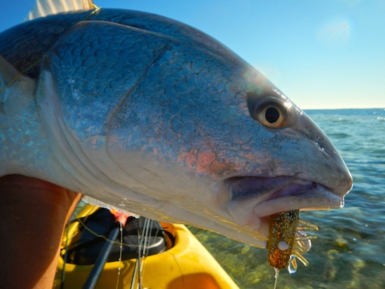 forgotten coast fishing report