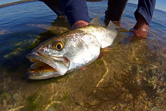 sw florida fishing report