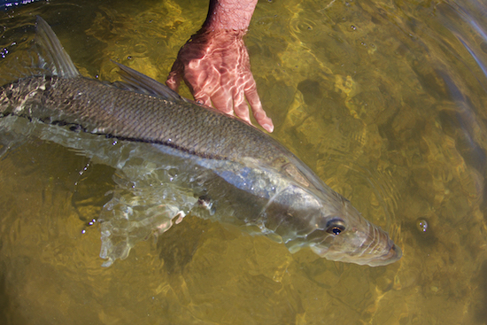 sw florida fishing report