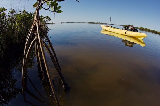 ozello/mosquito lagoon fishing report