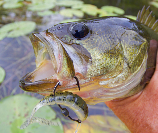 destin inshore fishing report