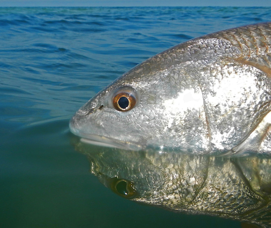 inshore fishing report