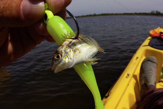 redfish Archives - the spotted tail