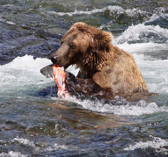 Alagnak River fishng report